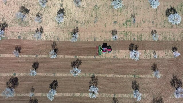Campo de almendros en flor