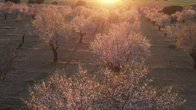 Campo de almendros en flor al atardecer