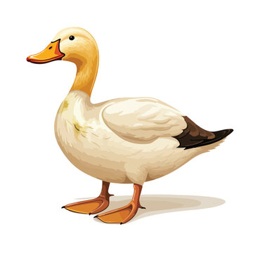 Duck Clipart  isolated on white background  .