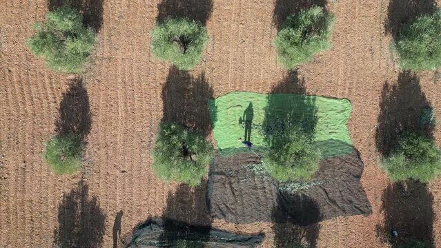 recolecci&oacute;n de aceitunas en campo de olivos