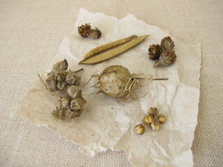Harvested plant seeds and seed pods of flowers and wildflowers on paper