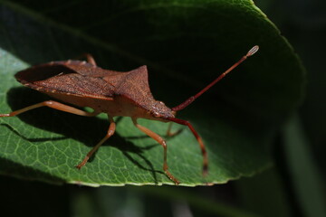 Close-up of a brown stink bug sitting on a green pear leaf