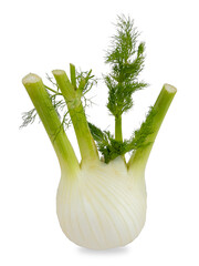 Fennel isolated