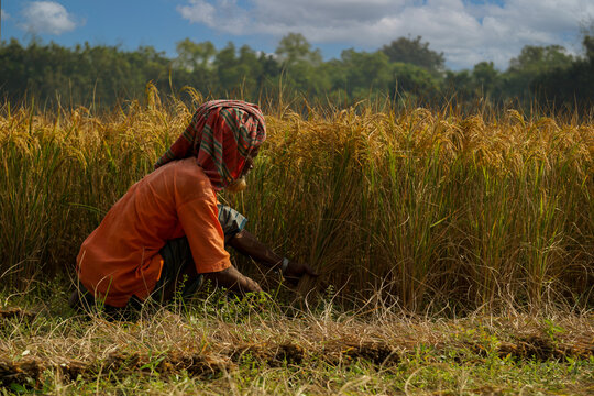 Bangladeshi old farmer harvesting paddy. Rice fields of Bangladesh. Sunburned farmer's face. Farmers are now happily reaping the ripe paddy.