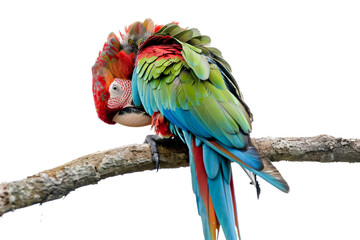 The Vibrant Parrot on a Branch Isolated On Transparent Background