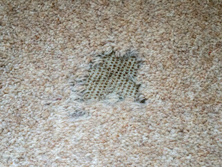 Carpet moth damage to a beige carpet