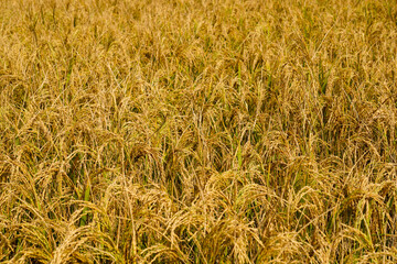 The ripe paddy field has a golden color.From paddy to rice,from rice to rice,we live by eating this rice.Rice is main food of Bangladesh.