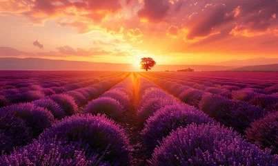 Foto op Plexiglas A field of lavender at dusk, a beautiful blend of visual appeal and emotional impact © Brian Carter