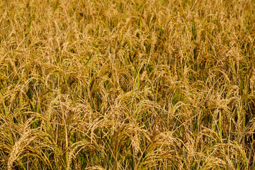 The ripe paddy field has a golden color. From paddy to rice, from rice to rice, we live by eating this rice. Rice is main food of Bangladesh.