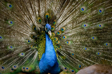Obraz premium Close up Male Blue Peacock