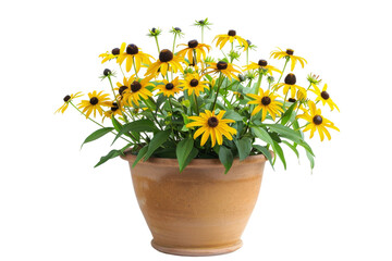 Growing Black eyed Susan Isolated On Transparent Background