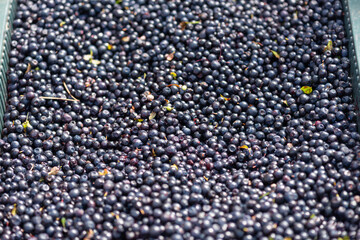 bilberry blueberry health benefits Lastly, bilberries contain high amounts of vitamins 