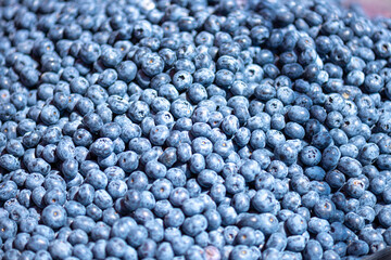 bilberry blueberry health benefits Lastly, bilberries contain high amounts of vitamins 