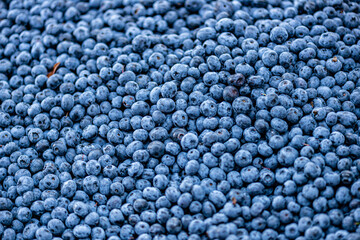 bilberry blueberry health benefits Lastly, bilberries contain high amounts of vitamins 
