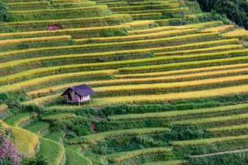Cercles muraux Mu Cang Chai Rice fields on terraced of Mu Cang Chai, YenBai, Vietnam.