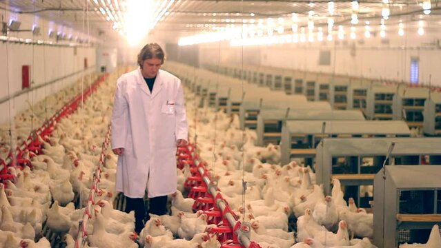 Veterinarian working on chicken farm, eggs and poultry production. The vet controling the feeding and health of the chickens