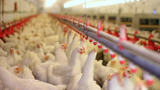 Chicken farm, eggs and poultry production. Chickens drink water and eat. Close up low angle view, indoors footage