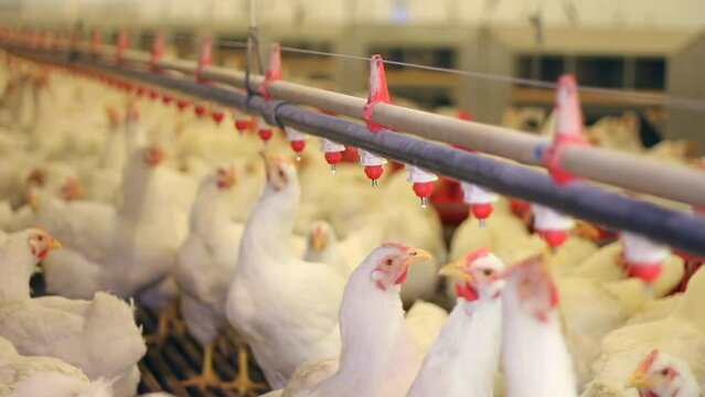 Chicken farm, eggs and poultry production. Chickens drink water and eat. Close up low angle view, indoors footage
