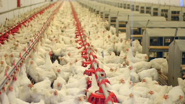 Chicken farm, eggs and poultry production. Chickens drink water and eat. Wide angle view, indoors footage