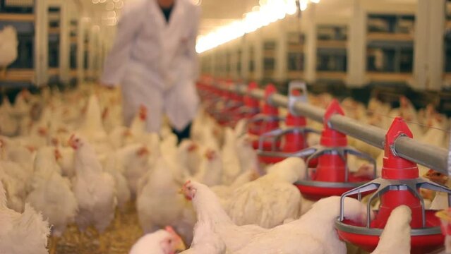 Veterinarian working on chicken farm, eggs and poultry production. The vet controling the feeding and health of the chickens