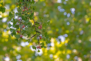 ginkgo biloba tree with fruit