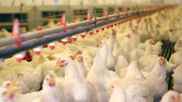 Chicken farm, eggs and poultry production. Chickens drink water and eat. Close up low angle view, indoors footage