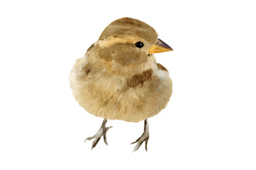 Watercolor illustration of female house sparrow