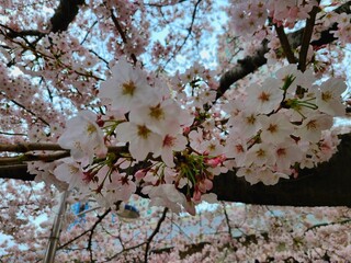 Fototapeta premium 벚꽃