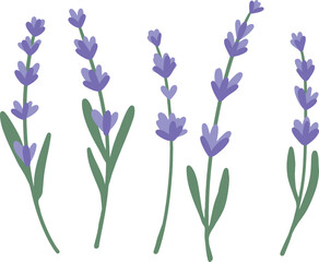 Set of lavender flowers. Botanical illustration. Collection of lavender flowers on a white background. 