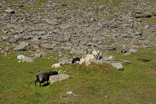 Herd of sheep on mountain summer pasture near Biertavarri, Kåfjord, Norway. 