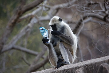 Languar monkeys at Ranthambore fort in India