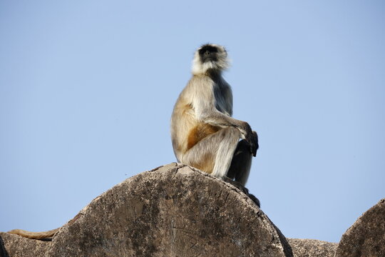 Languar monkeys at Ranthambore fort in India