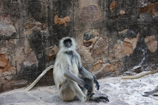 Languar monkeys at Ranthambore fort in India