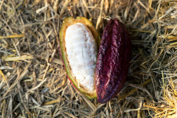selective focus cocoa fruit pulp white large seed Sliced ​​