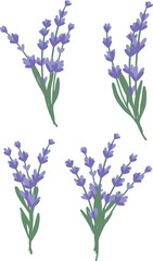 Set of lavender bouquets. Botanical purple flowers. Collection of lavender bouquets on a white background.  - 746468230