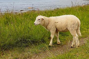 One single sheep grazing in the summer at seashore in Norway.