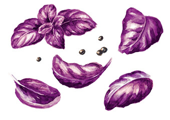 Fresh purple, red, violet basil leaves. Hand drawn watercolor illustration, isolated on white background