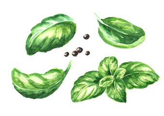 Fresh green basil leaves. Hand drawn watercolor illustration, isolated on white background