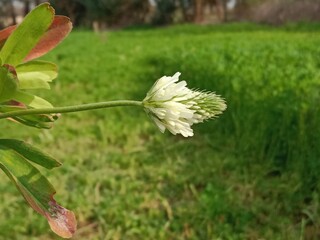 Flower of the trifolium alexandrinum or white flower of Egyptian clover or berseem clover fresh white flower