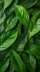 Vibrant green Spathiphyllum cannifolium leaves create a lush, textured pattern.
