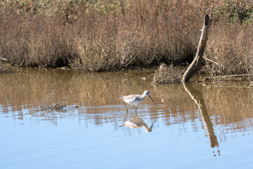 Italy Tuscany Maremma Castiglione della Pescaia, natural reserve of Diaccia Botrona, tringa nebularia, pantana
