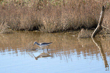 Italy Tuscany Maremma Castiglione della Pescaia, natural reserve of Diaccia Botrona, tringa nebularia, pantana