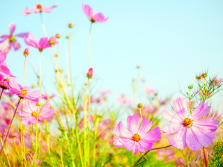 Fototapeta premium Beautiful cosmos flower field and blue sky. Low angle view nature cosmos flower wallpaper background.