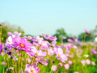 Obraz na płótnie Canvas Beautiful cosmos flower field and blue sky. Low angle view nature cosmos flower wallpaper background.