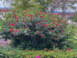 Vibrant pink flowers amidst green leaves against a soft-focus background