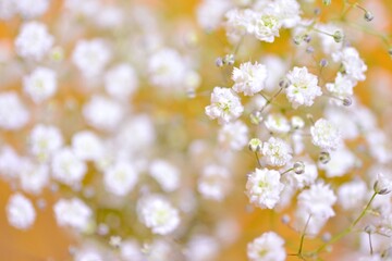 かすみ草　夏の花