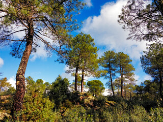 Pinos en el Piquillo