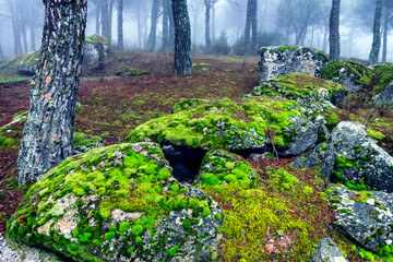 Rocks, moss, conifers and fog in winter time.