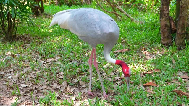 Elegant Sarus Crane in Natural Habitat