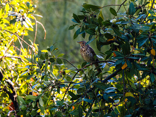 Shortwings are the smallest Trush, about double the size of Passerins. They help spread the seeds of plants, contributing to the dispersal of many species and the recovery of ecosystems...